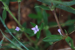 Spermacoce articularis